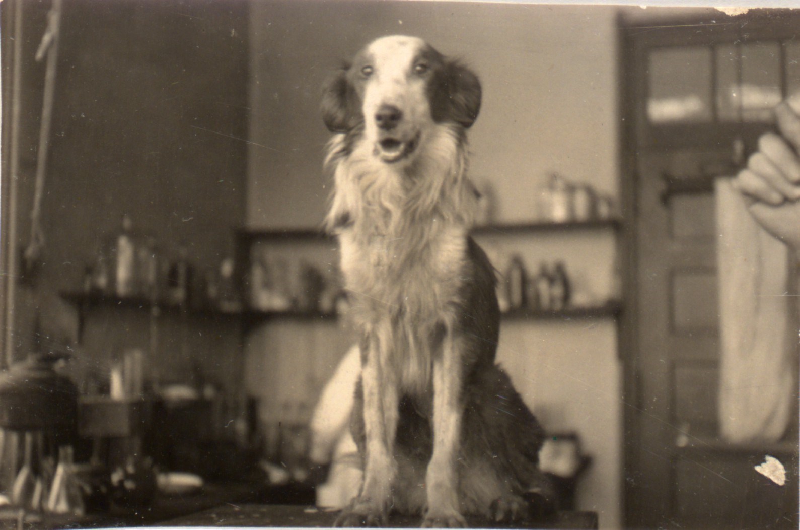 Arkivfoto af hund